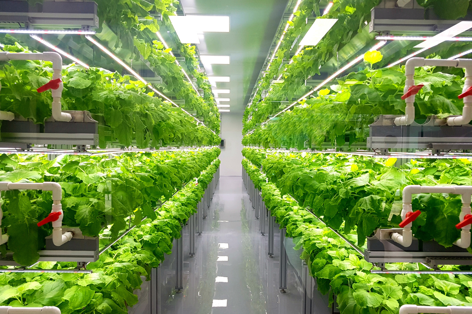 Vertical Farm