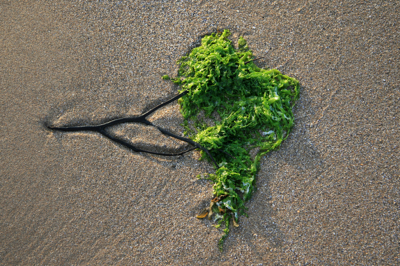 seaweed