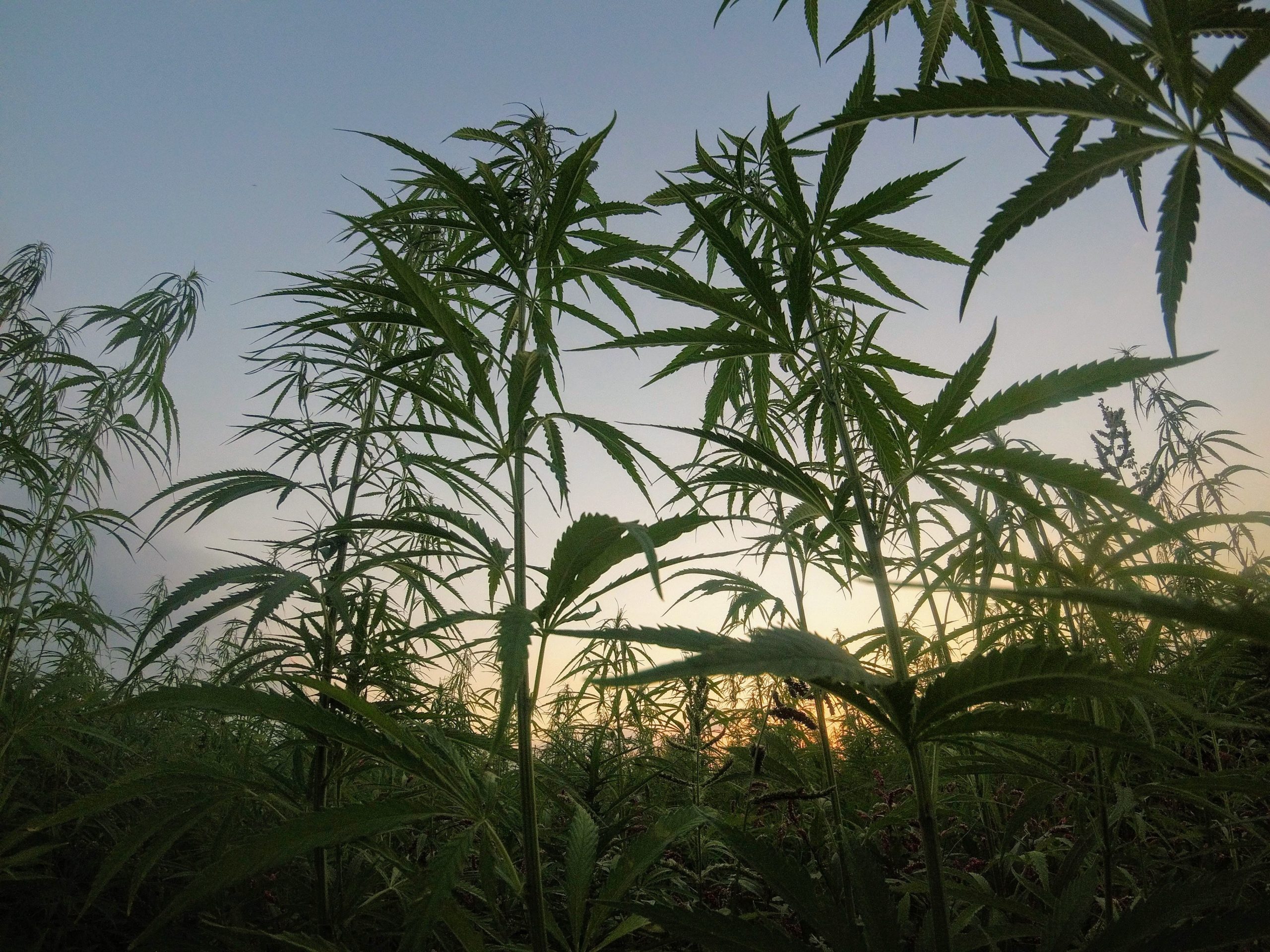 industrial hemp plant farm